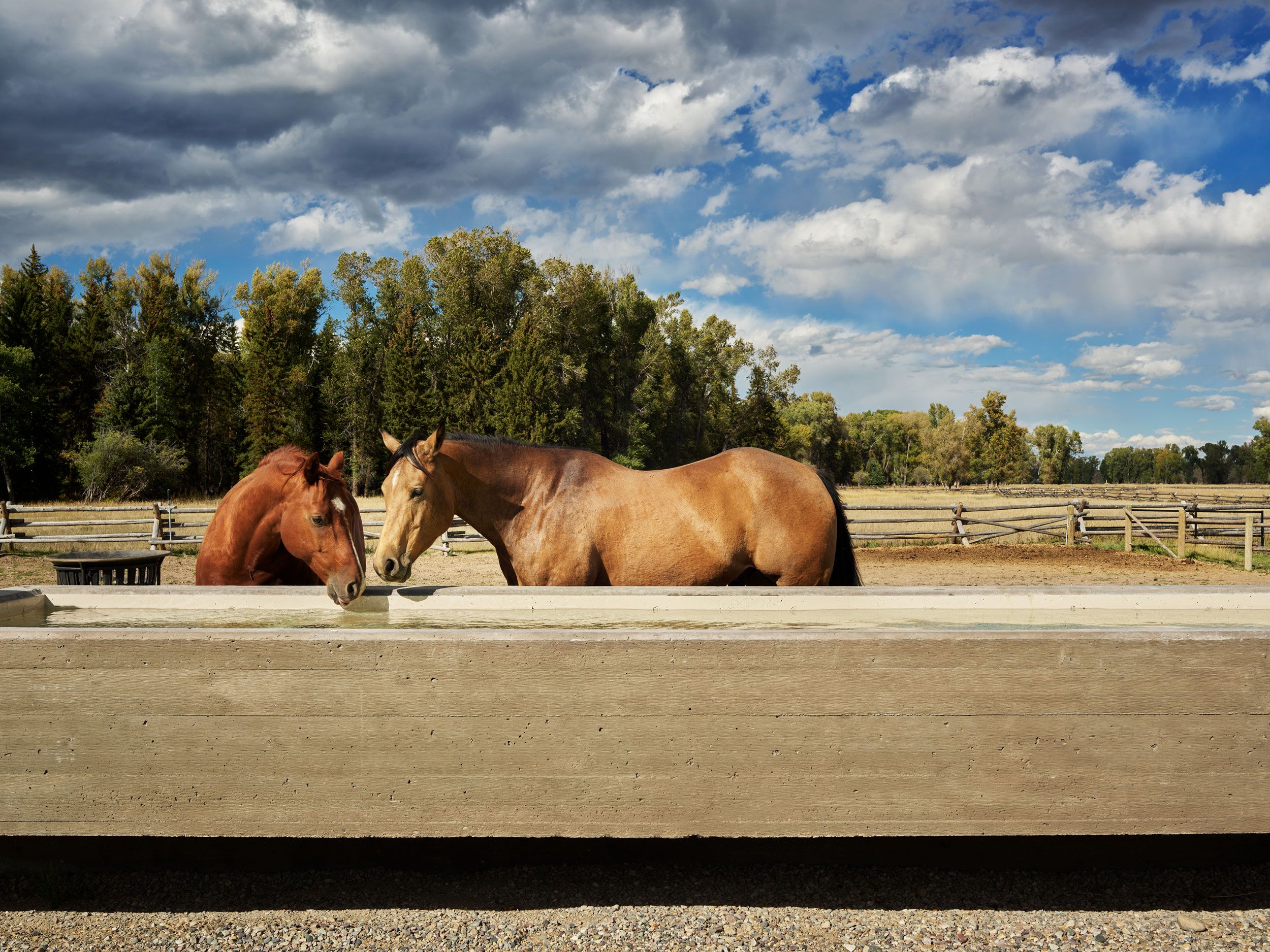 Two horses, one brown and one tan, stand at a concrete water trough under a blue sky with dramatic clouds. A wooden fence and green trees are in the background.