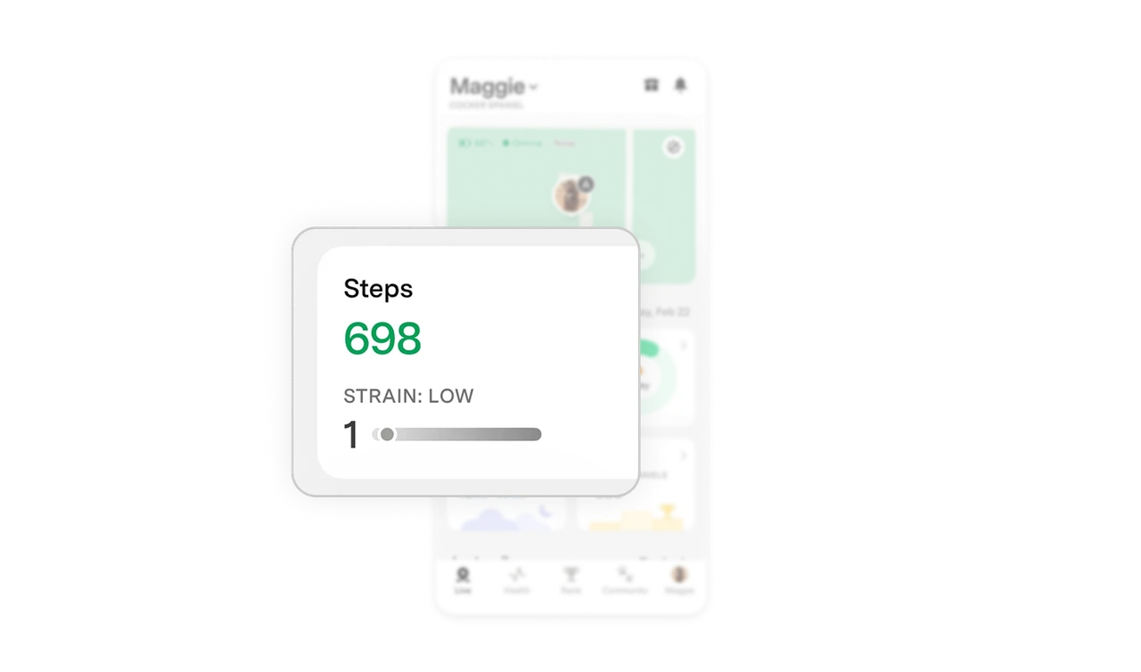 Strain paired with steps turns data into actionable insight