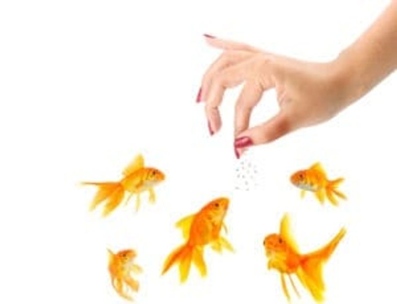 Goldfish