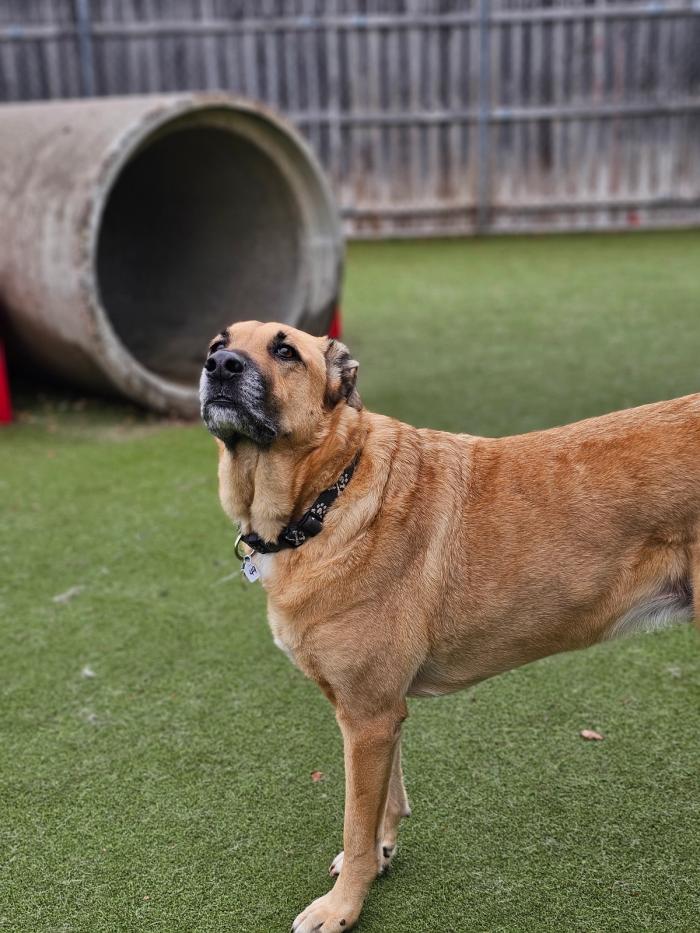 hound around resort pricing cta image