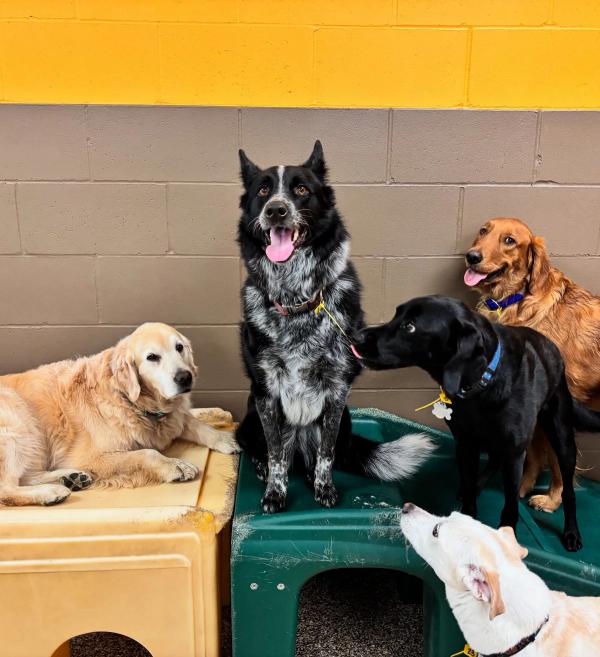 hound around resort boarding hero