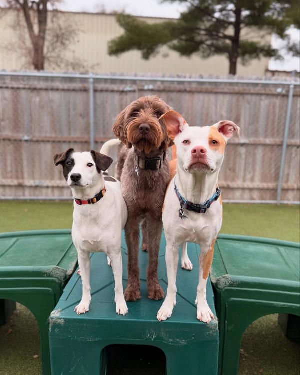 hound around resort daycare hero