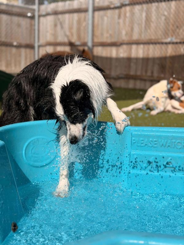 hound around resort daycare 5