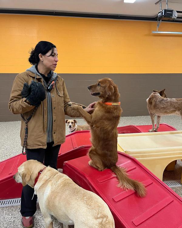 How We Keep Every Dog Safe