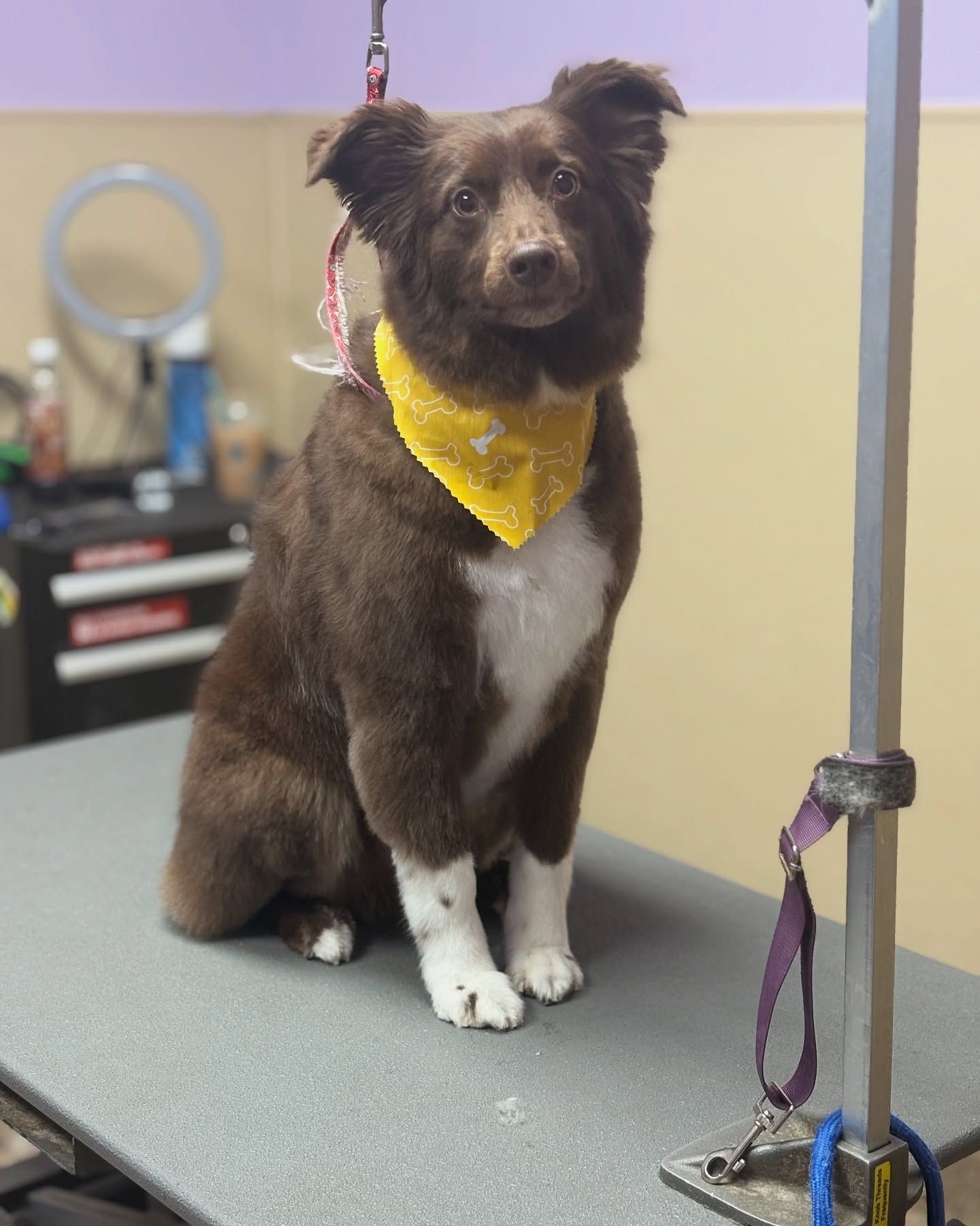 hound around resort grooming hero