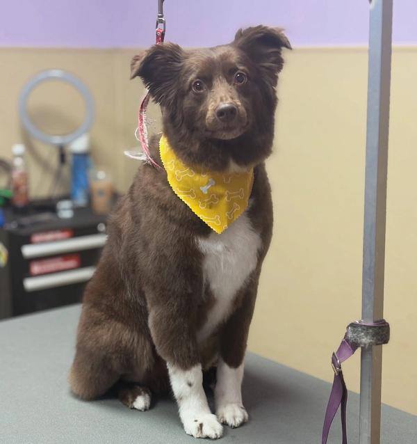 hound around resort grooming hero