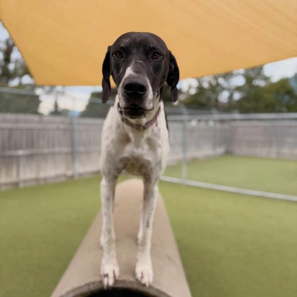hound around resort around team