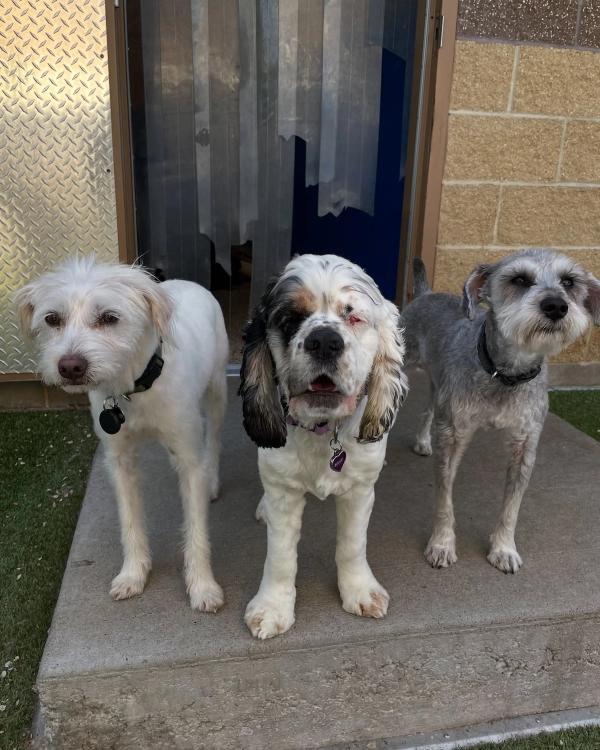 dogs at camp