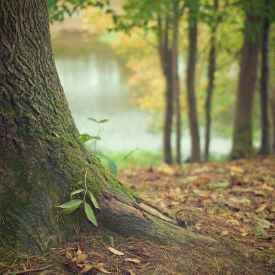 Expanding Through Stability: Root Down to Rise Up 