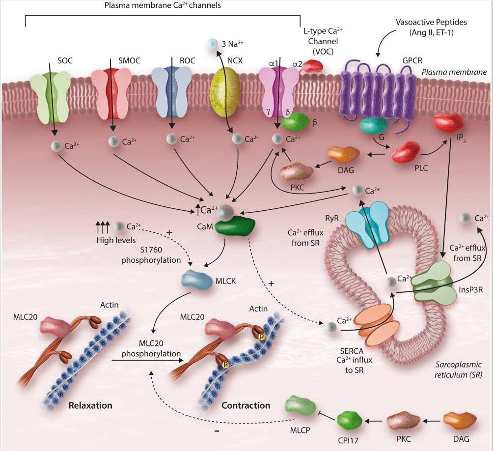 How a constrictor signal turns calcium into vessel contraction