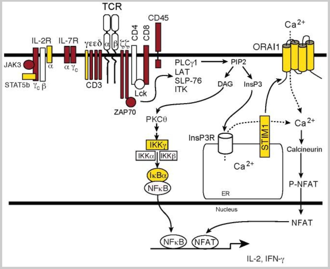 Genetic Causes of Severe Combined Immunodeficiency and Their Impact on Immune Cell Development