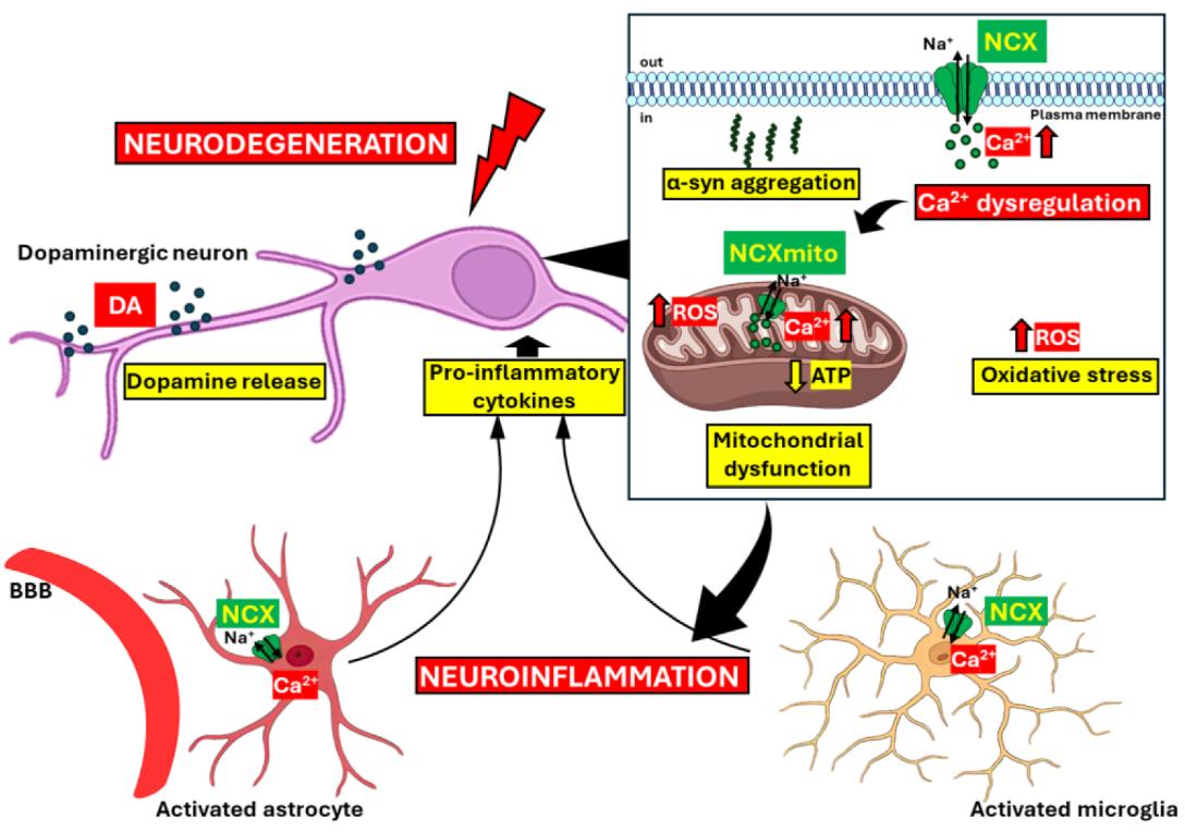 How a dysregulated calcium exchanger drives Parkinson's neuronal damage
