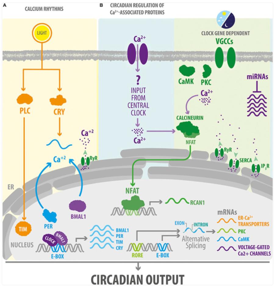 How the body clock gives calcium signals a daily rhythm