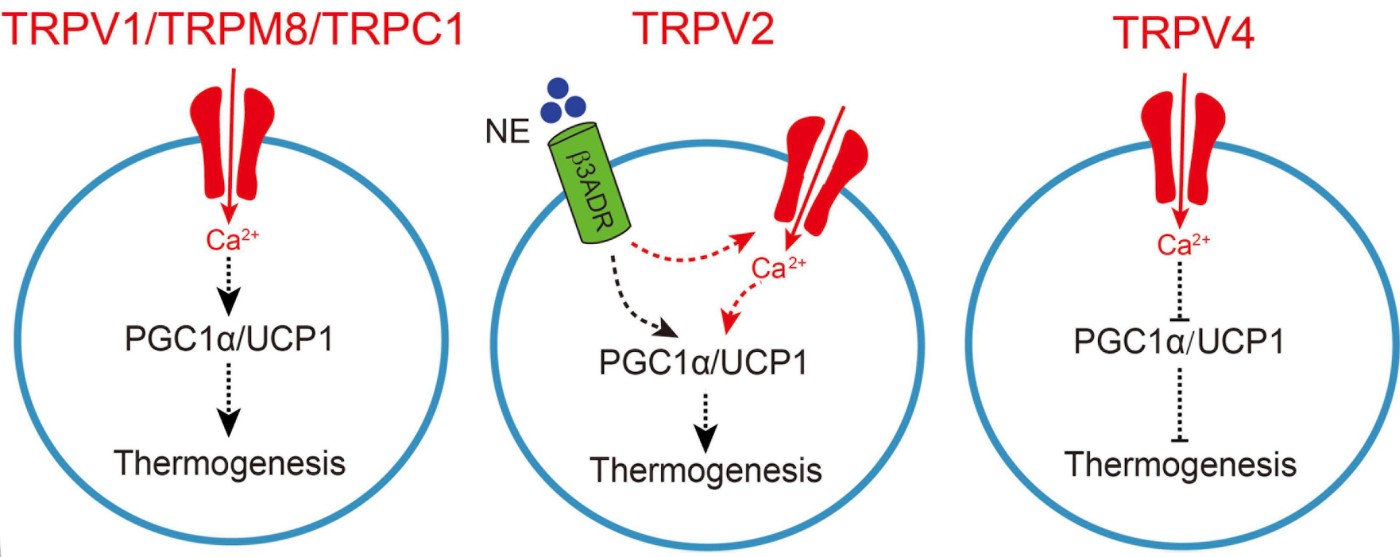 TRP Channel-Mediated Adipocyte Thermogenesis