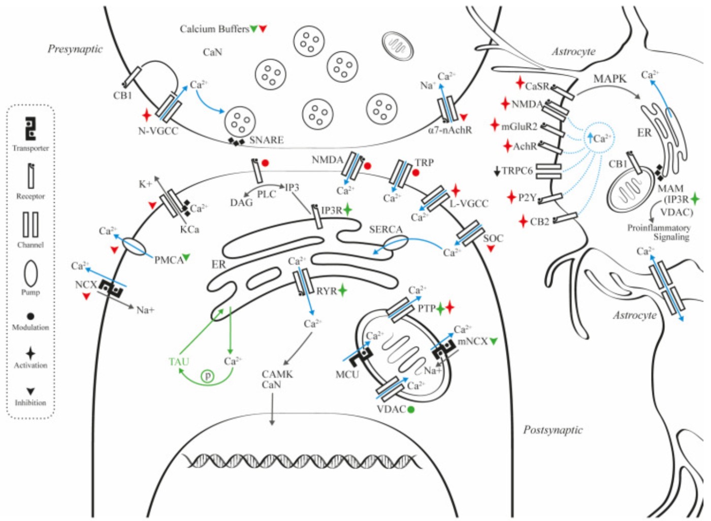 Amyloid and tau effects on synaptic and astrocytic Ca2+ regulation