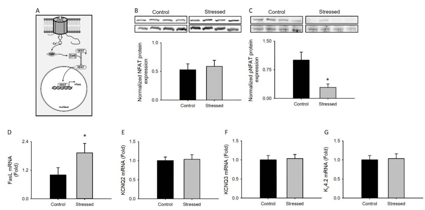 Chronic restraint stress does not change hippocampal CCAT signaling