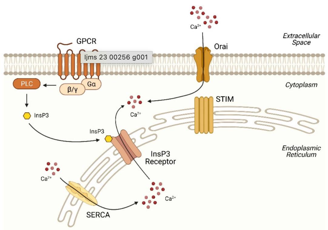 How the liver cell releases and refills its calcium store