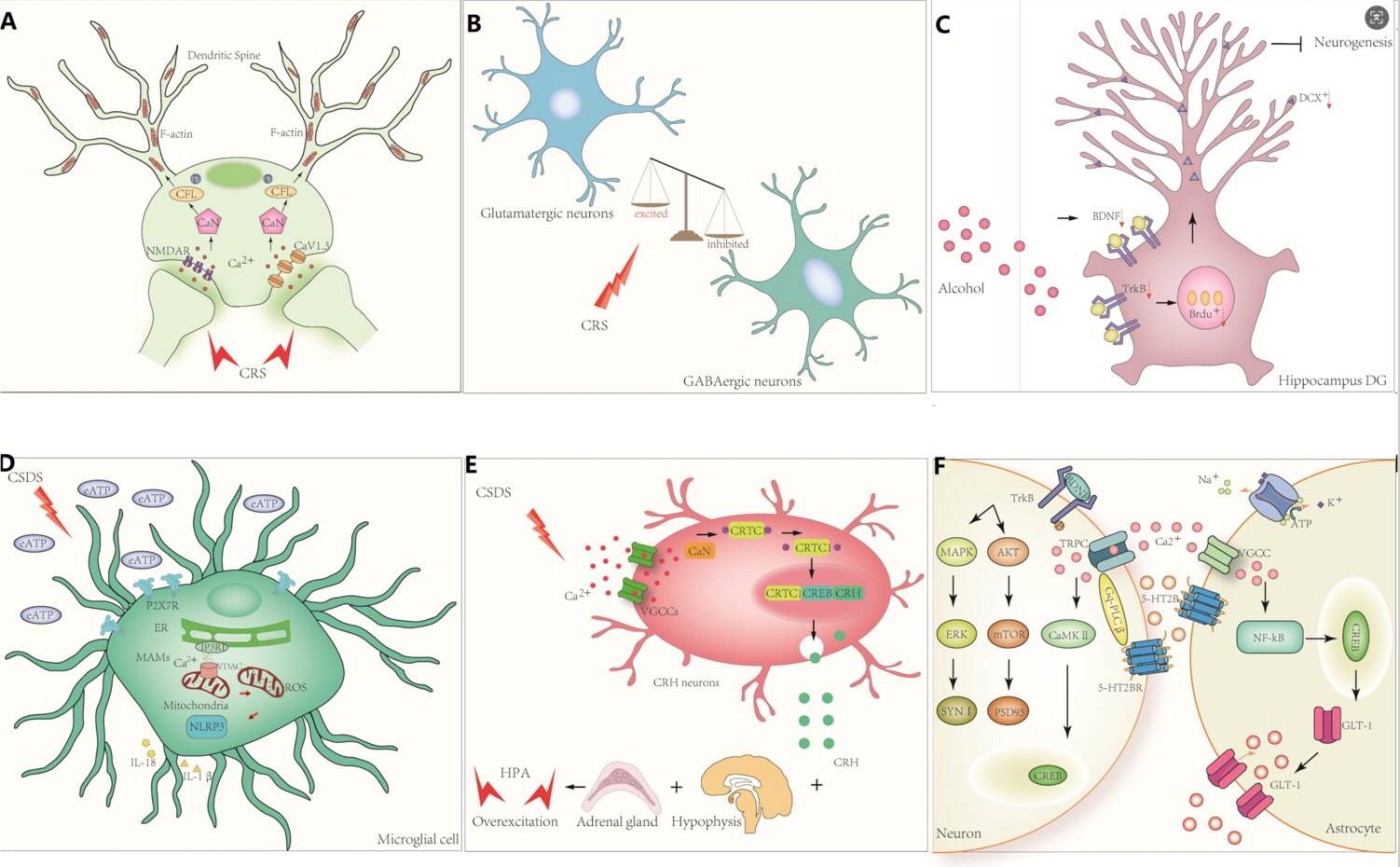 Calcium Signaling in Antidepressant Synaptic Plasticity