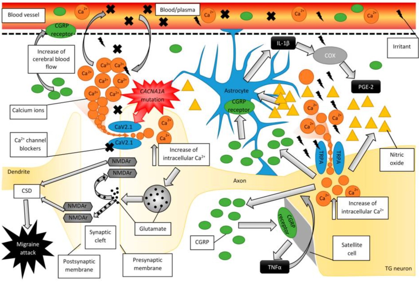 Trigeminal Calcium Sensitization Triggers Migraine