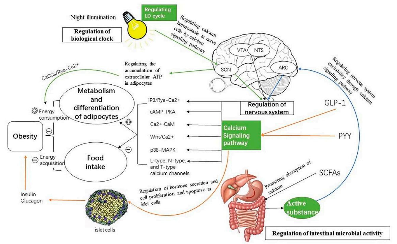 Nervous System, Gut Microbes, and Circadian Rhythms Regulating Obesity Through Calcium Signaling