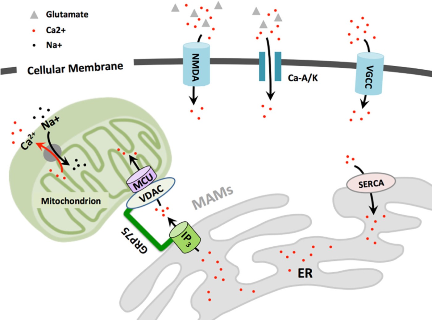 Schematic of Calcium Signaling in Neuronal Cells