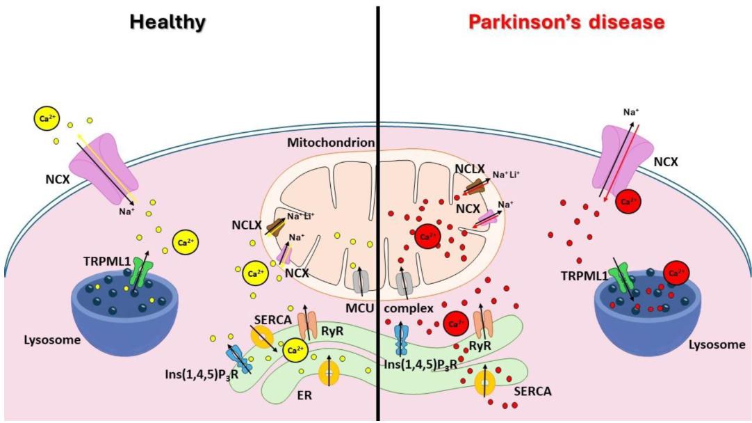 How cells balance calcium, and how Parkinson's disrupts it