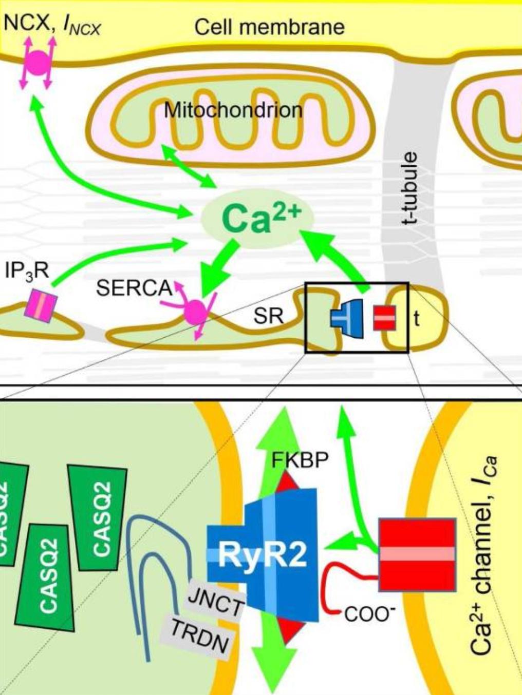 Cardiac Calcium Flow and Dyadic Channel Organization