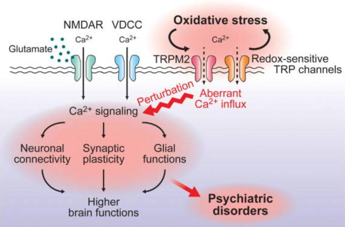 Oxidative Stress, Calcium Signaling, and Redox-Sensitive TRP Channels in Psychiatry