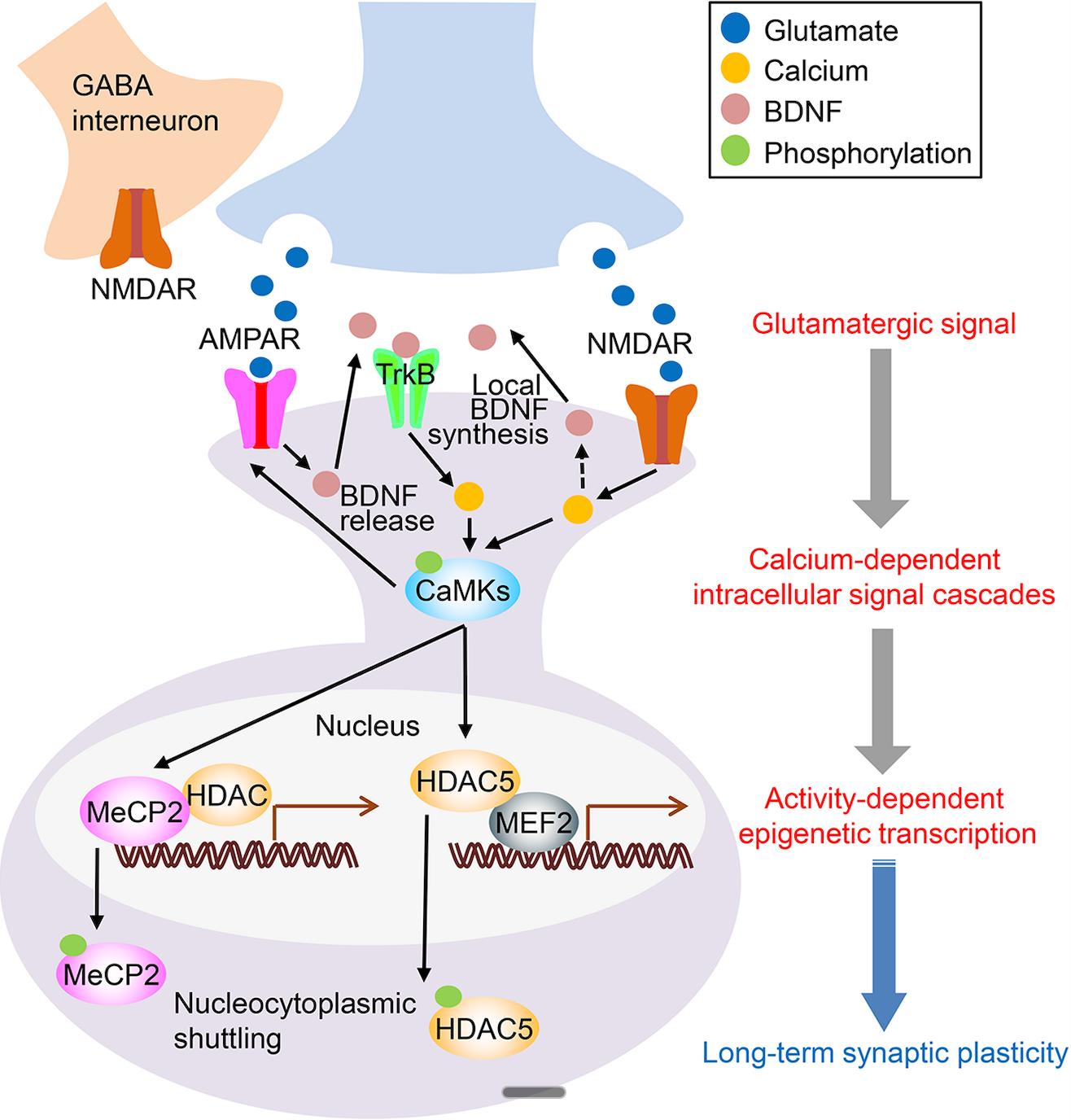 Calcium Signaling in Antidepressant Synaptic Plasticity