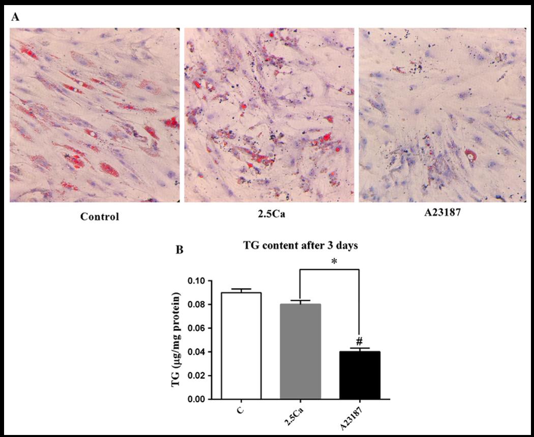 Calcium and ionophore reduce adipocyte lipid droplets and triglyceride levels
