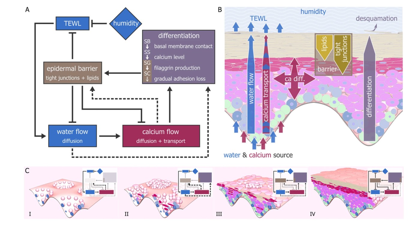 Epidermal Barrier Feedback Loops Linking Water Loss and Calcium Gradient Control