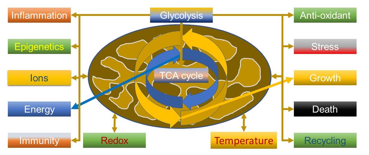 Mitochondrial Roles in Calcium Regulation, ROS Homeostasis, and Krebs Cycle Signaling Functions