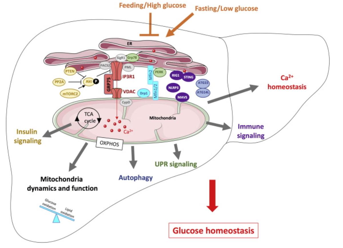 Mitochondria-associated membranes integrate calcium and insulin signaling