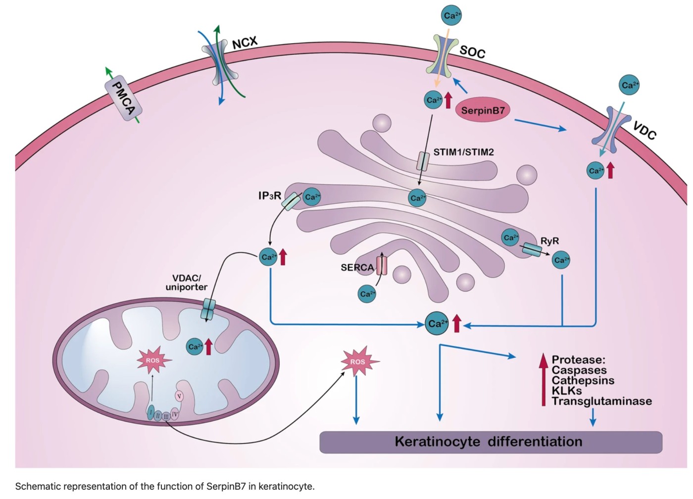 SerpinB7 Deficiency Worsens IMQ-Induced Psoriasis by Lowering Cytosolic and Mitochondrial Calcium