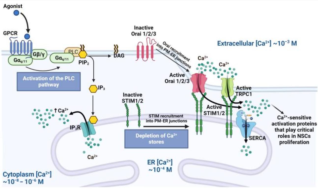 The Intracellular Logic Behind Stem Cell Activation