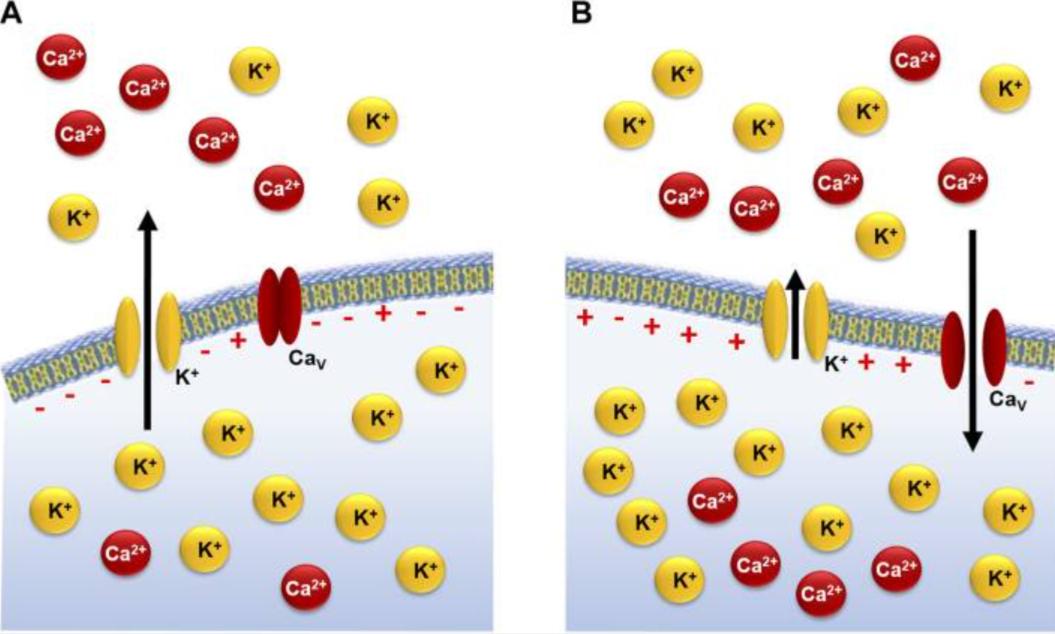 Intracellular calcium regulation in cavernous smooth muscle contraction