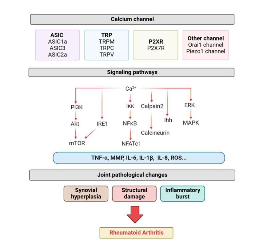 Inflammatory Cascade Triggered by Calcium Entry Through Joint-Specific Ion Channels