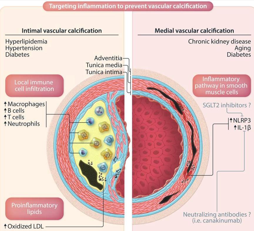 Calcium Entry, Storage, and Mitochondrial Response