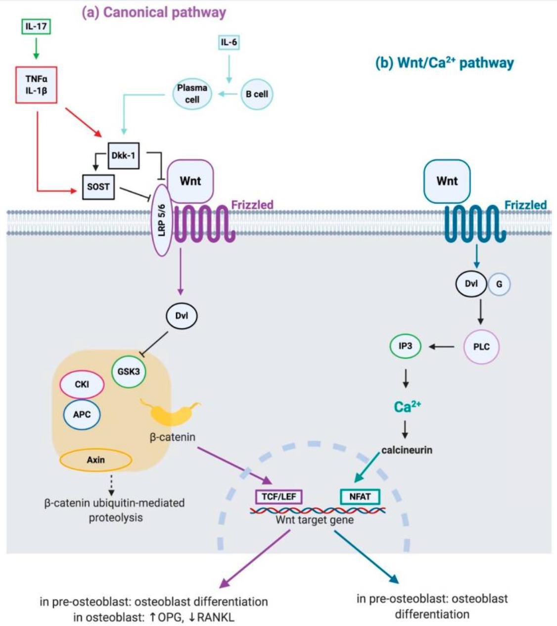 How Wnt signaling shapes bone formation through two parallel pathways