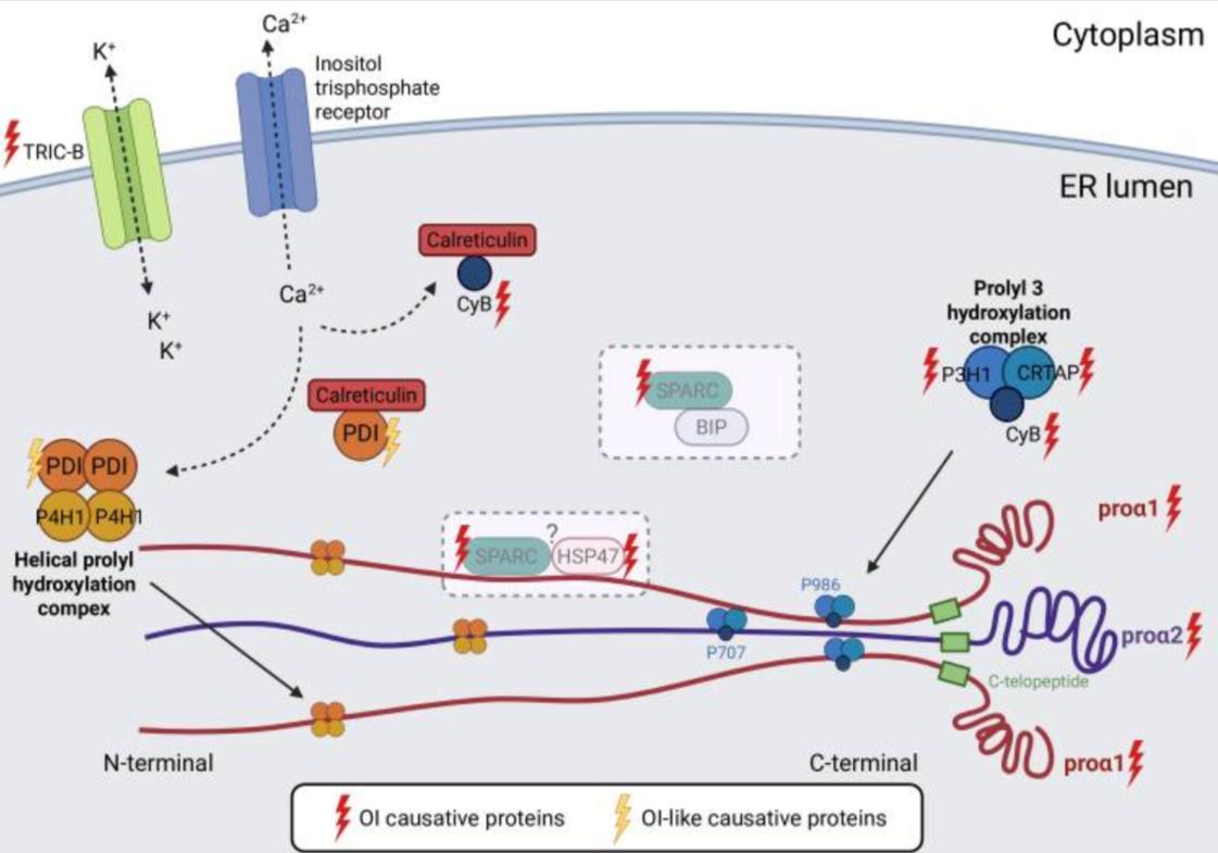 Type I collagen processing defects in osteogenesis imperfecta: over- versus undermodification