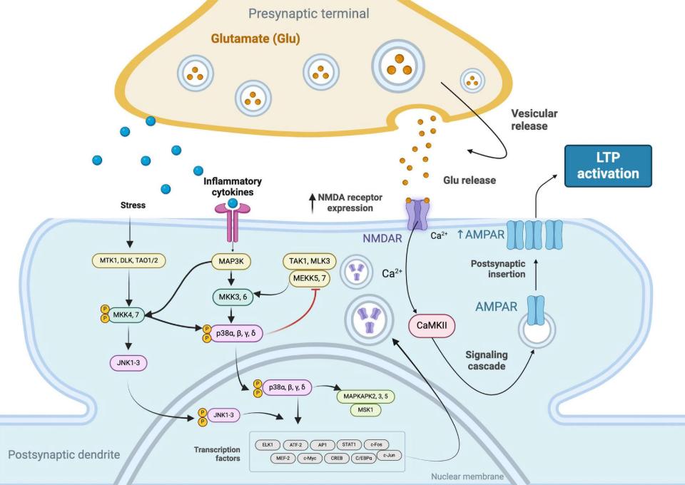How a calcium surge strengthens a synapse into memory