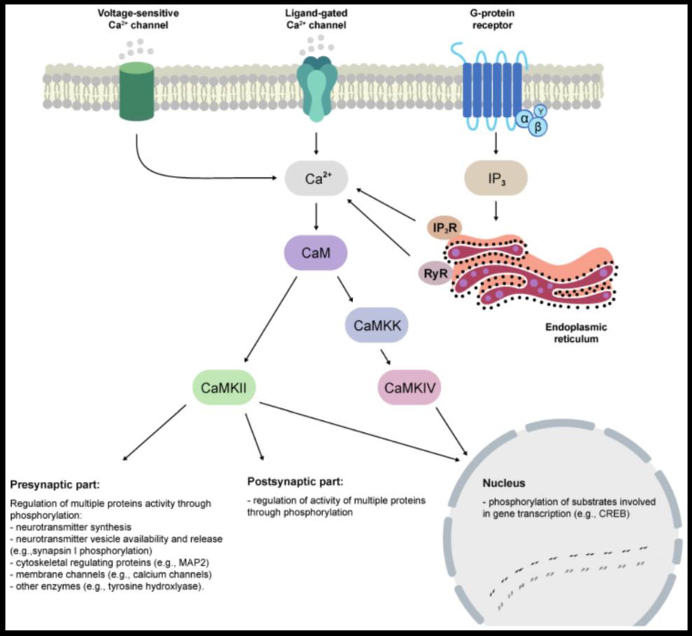 Intracellular Calcium Signals That Guide Memory and Mood Repair