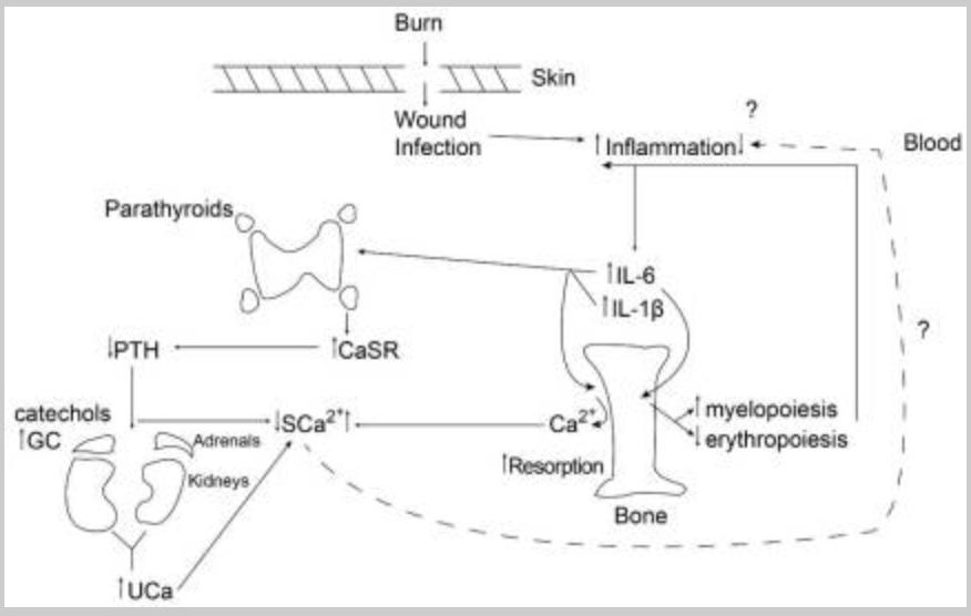 Calcium Redistribution and Inflammation Within 24 Hours Post-Burn
