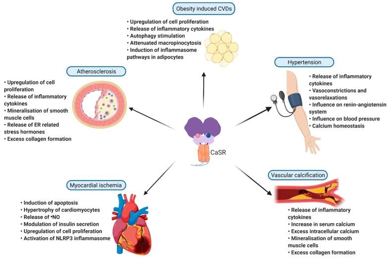 Calcium-Sensing Receptor as a Cardiovascular Disease Hub