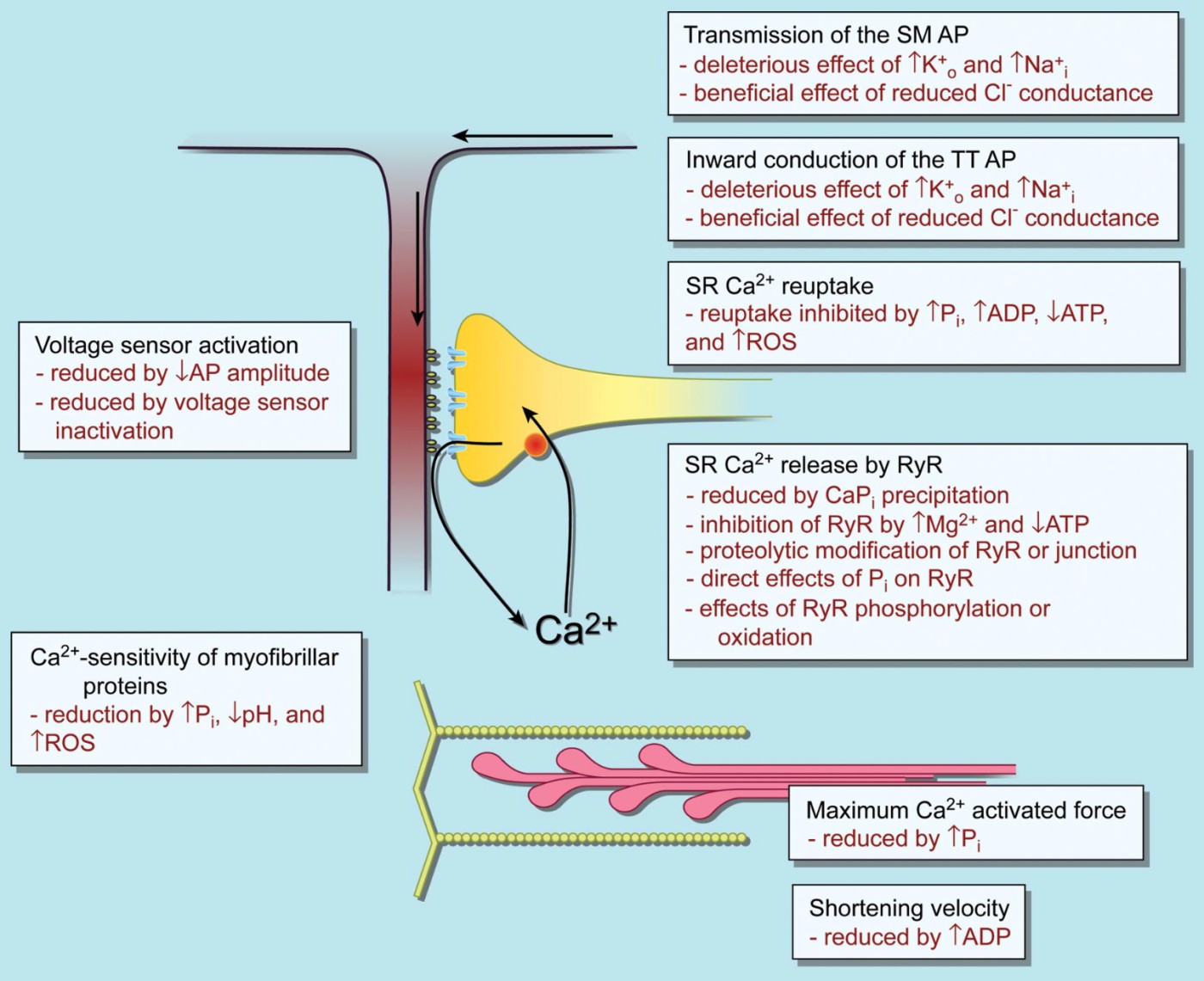 Intracellular Disruptions Fueling Fatigue .