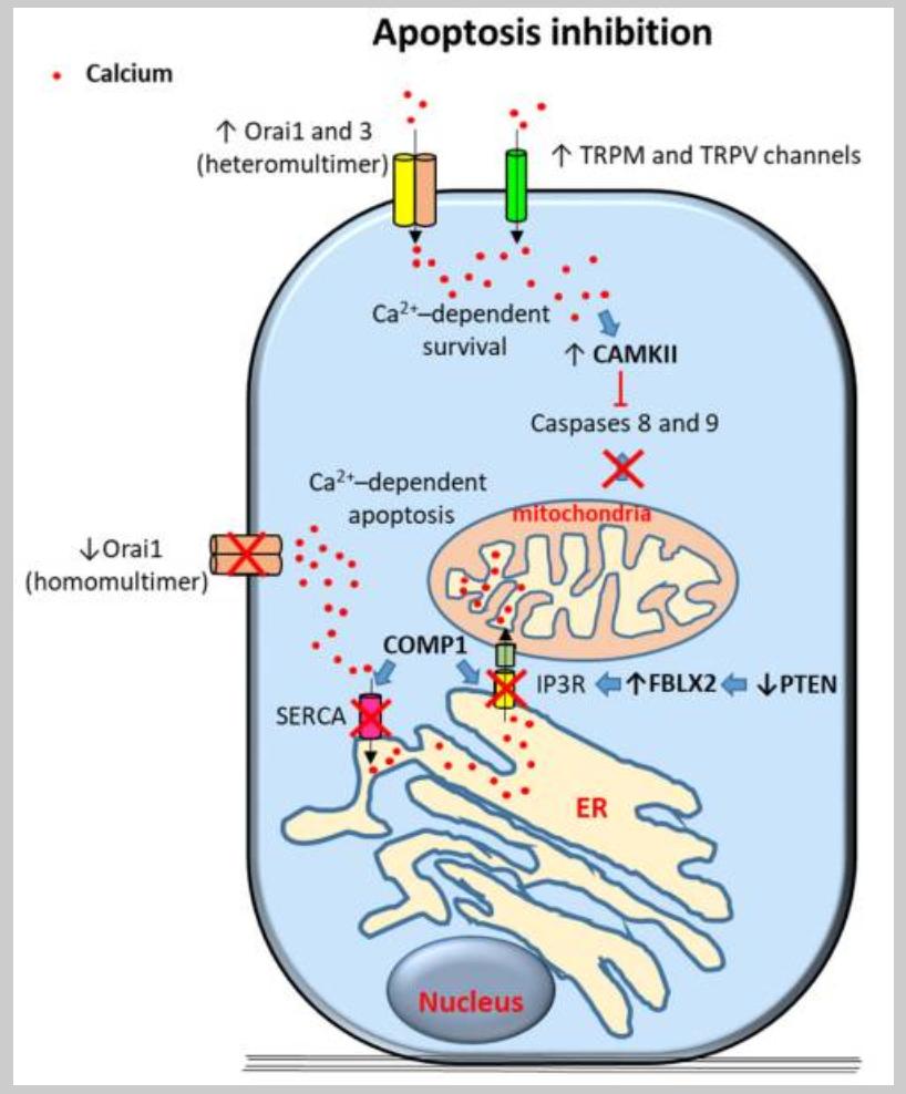 Calcium-Dependent Inhibition of Apoptosis in Prostate Cancer Cells