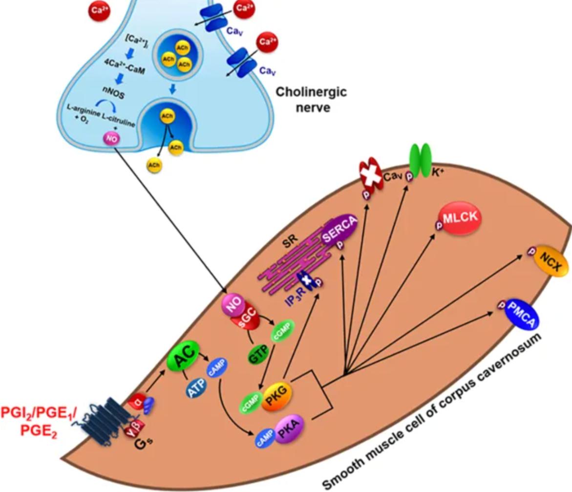 Physiological mechanism of cavernous smooth muscle relaxation in penile erection