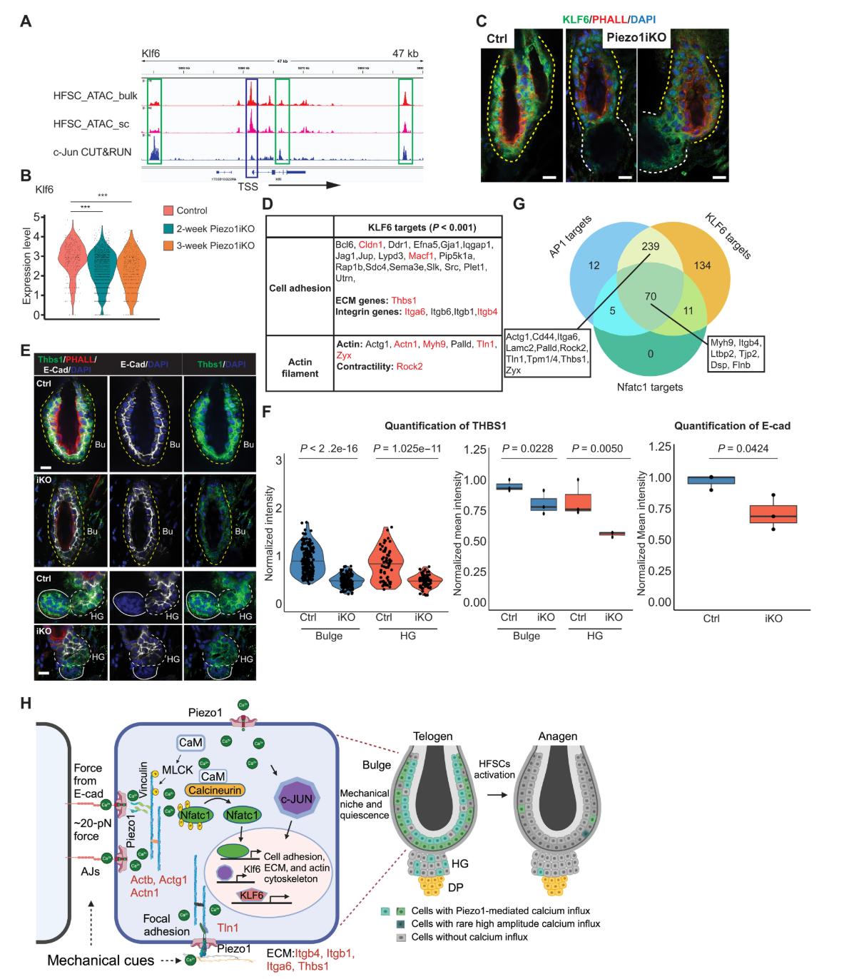 Calcium-Dependent Control of Hair Follicle Stem Cell ( HF-SC) Quiescence
