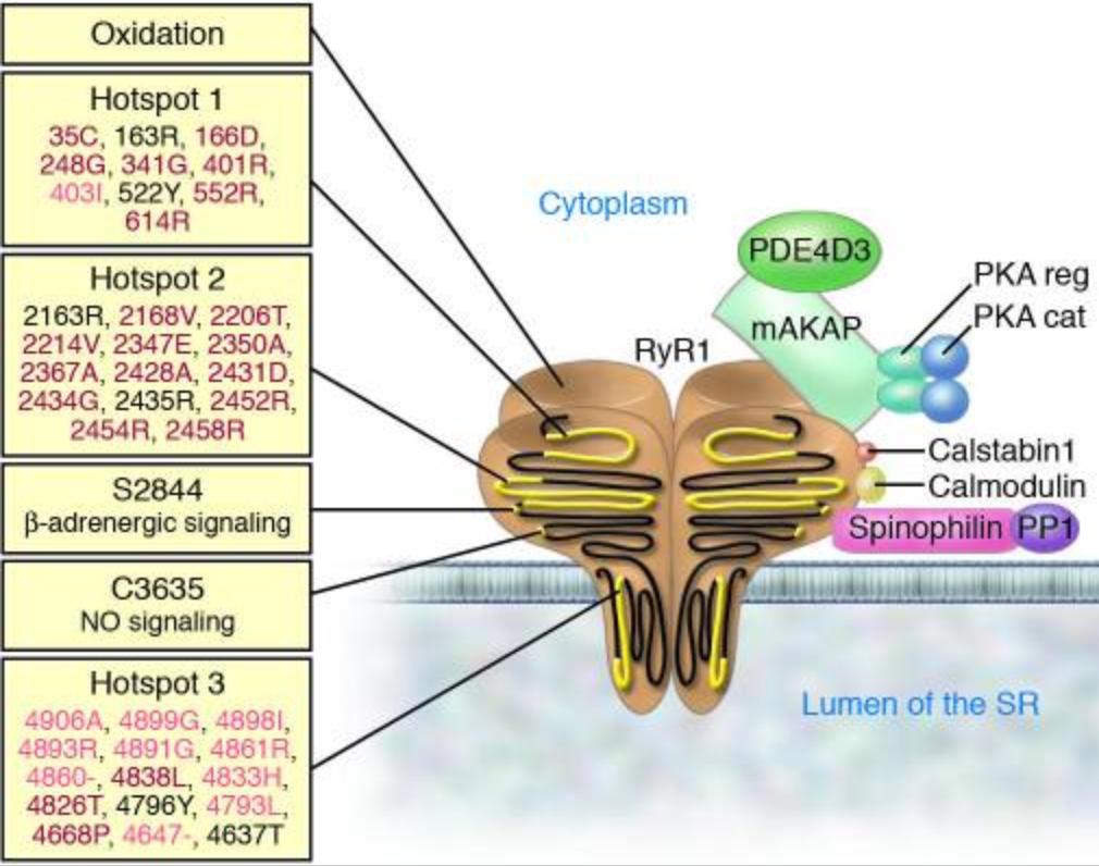 The RyR1 macromolecular complex