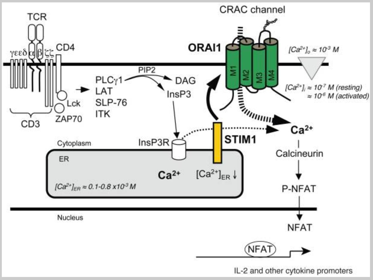Calcium Entry Pathway for T Cell Activation